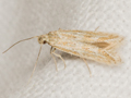 Ptocheuusa paupella